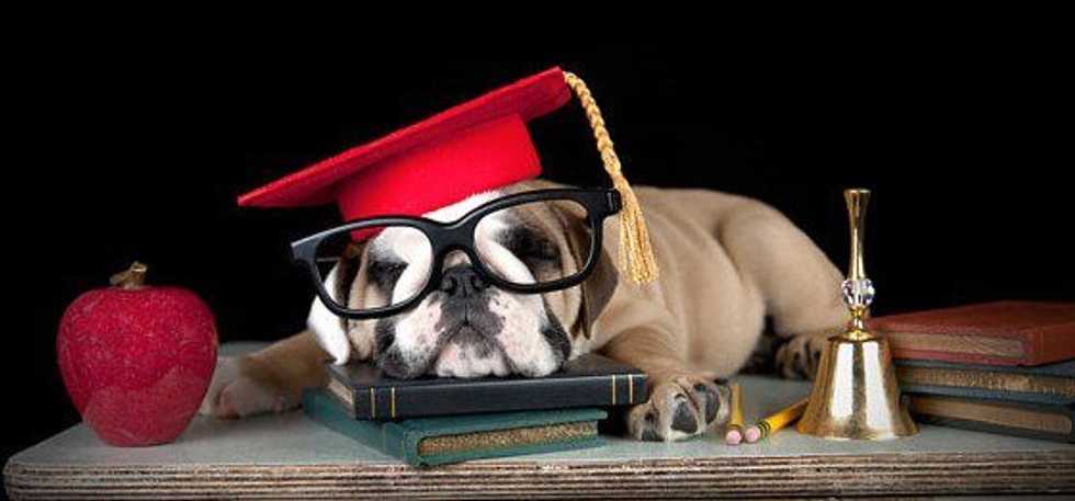 The 10 Stages Of Finals Week, As Told By Puppies