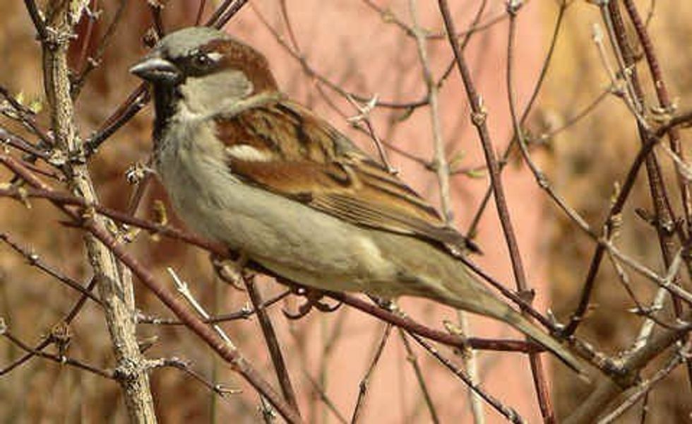 When God Sees The Sparrow: A Letter To My Fellow "Average" Girls