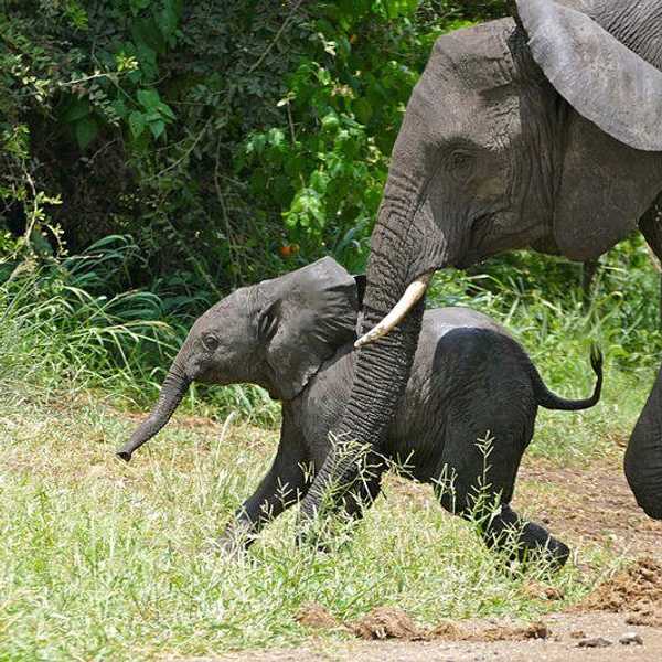 The Largest Ivory Burn In History
