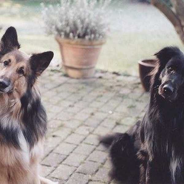 An Unexpected Medicine: How Adopting A Dog Changed My Life