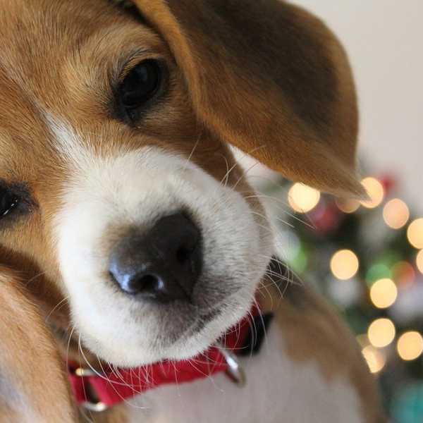 Why Dogs Make The Greatest Best Friends