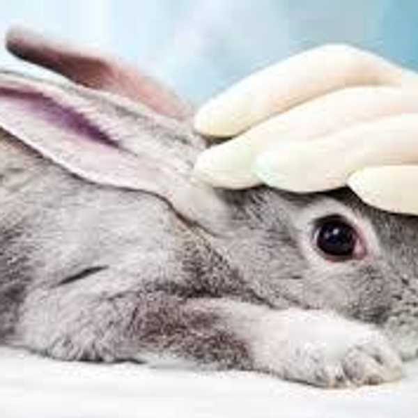 Cosmetic Cruelty