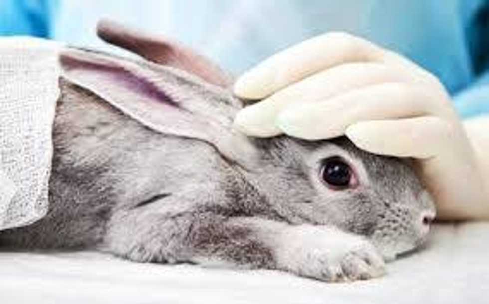 Cosmetic Cruelty