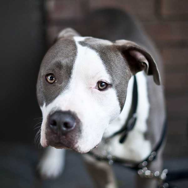 Not All Pit Bulls Deserve The Harsh Stereotypes