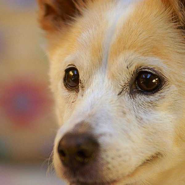 Dogs Have A Way About Them