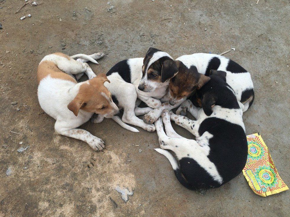 Stray Dogs Are Still Dogs Too