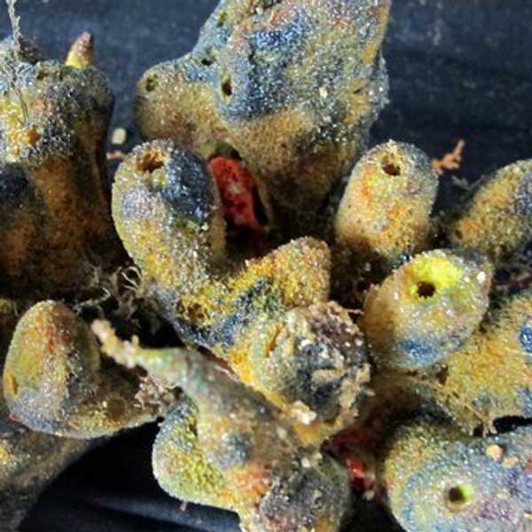 The Audacity of Life: The Amazonian Reef