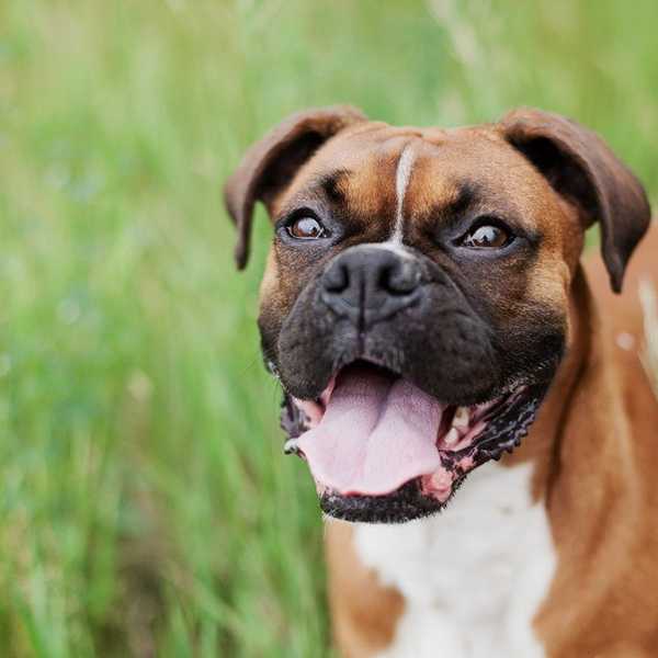 5 Reasons Why Dogs Are Better Than Humans