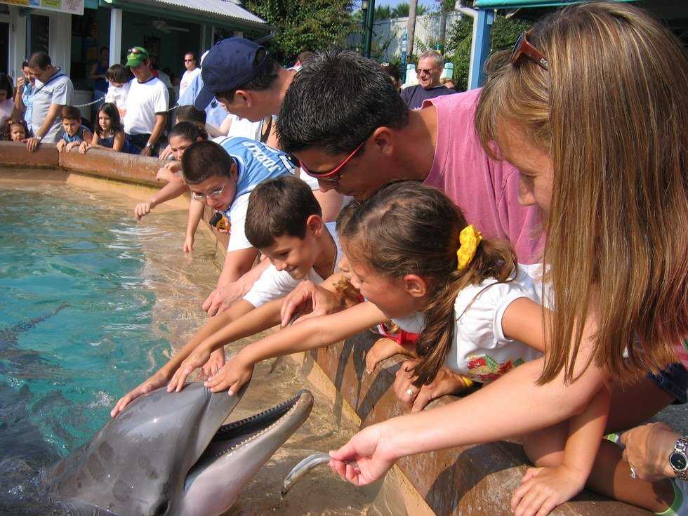 A SeaWorld "Tail"
