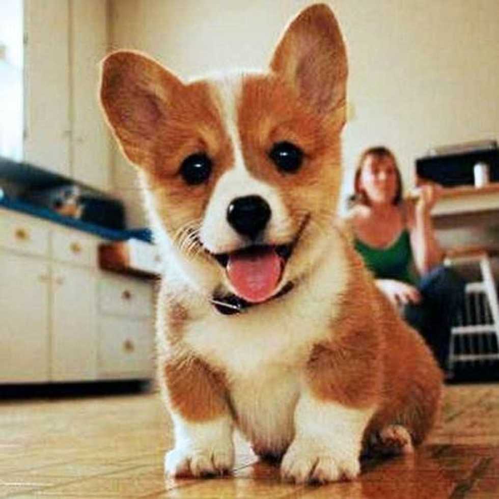 Why Having A Dog is Better Than Having A Boyfriend