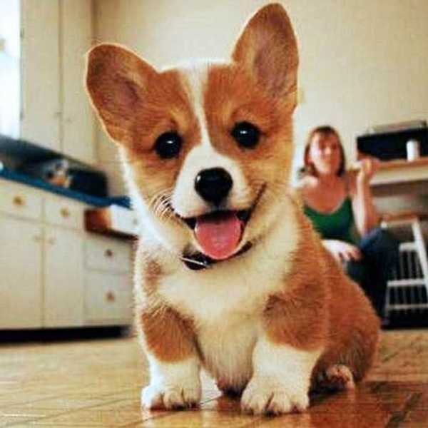 Why Having A Dog is Better Than Having A Boyfriend