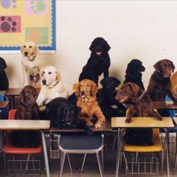 Advice For The End Of The Semester As Told By Puppies