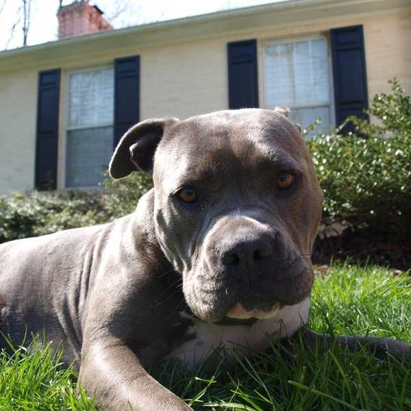 15 Things I Learned From My Dog