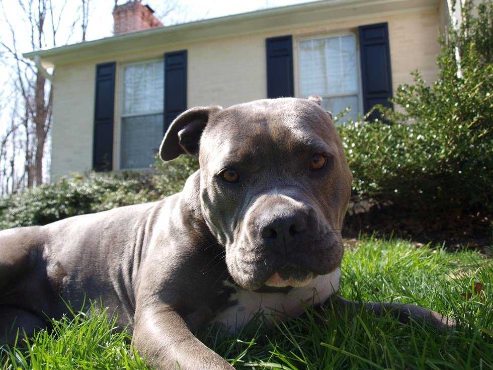 15 Things I Learned From My Dog