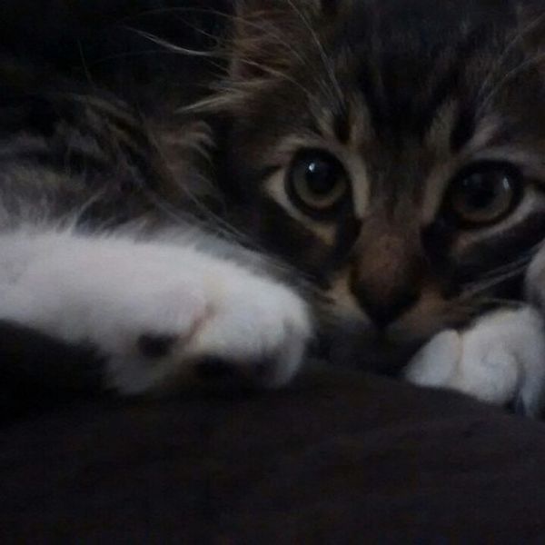 We're Basically Cats