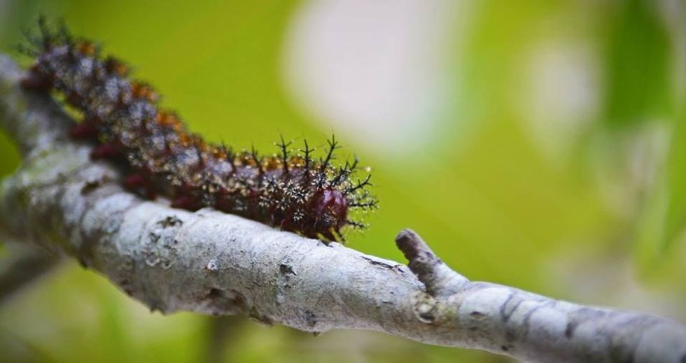New Orleans PSA: The Venomous Caterpillars Are Back!