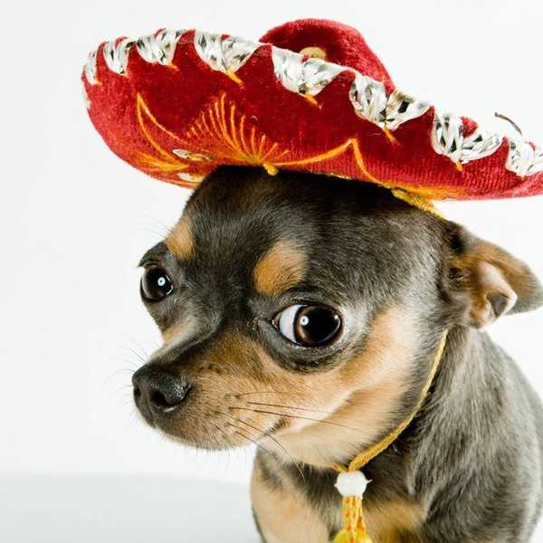 Thoughts During Spanish Class From A Confused Student