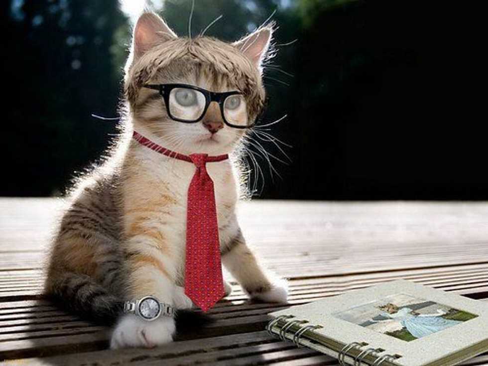 The End Of The Semester As Told By Cats