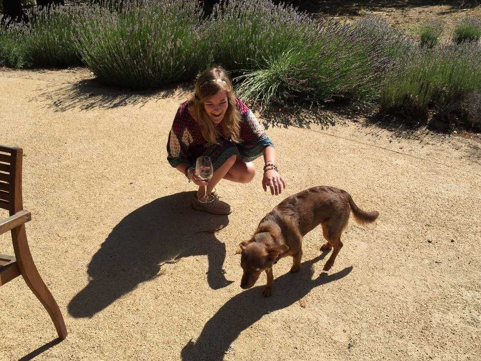 Praise For Dog Owners