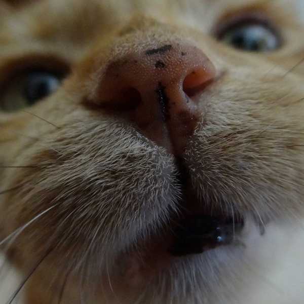 A Thank You Letter To My Cats