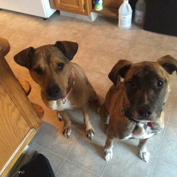 What You Should Know Before Adopting A Dog