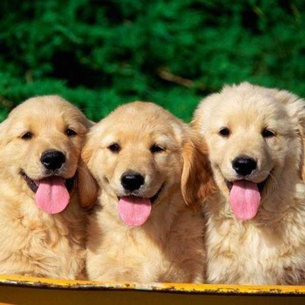 11 Animal Instagram Accounts You Need to Follow