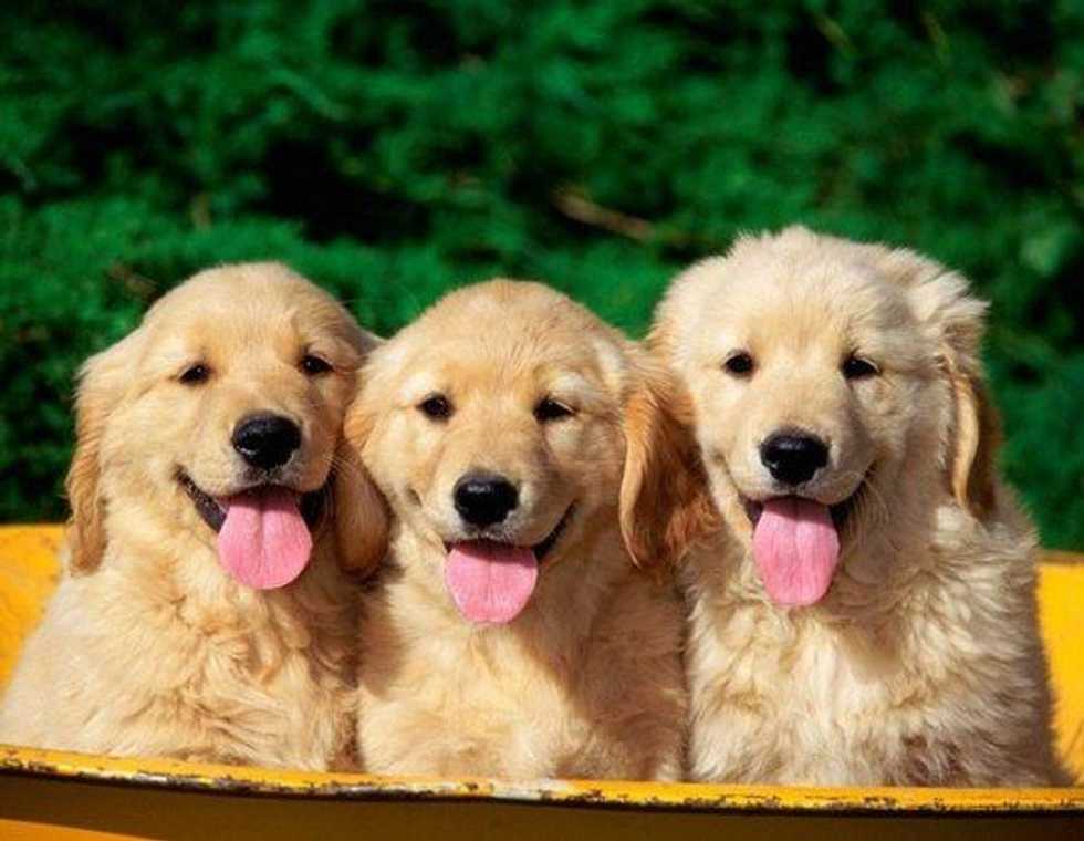 11 Animal Instagram Accounts You Need to Follow