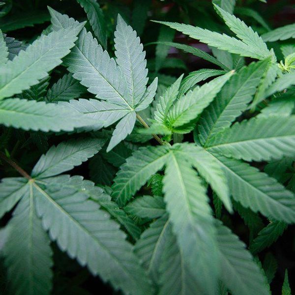 Why We Need To Legalize Marijuana