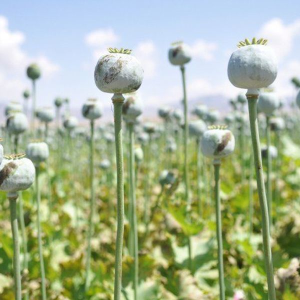 Why You Shouldn't Use Heroin