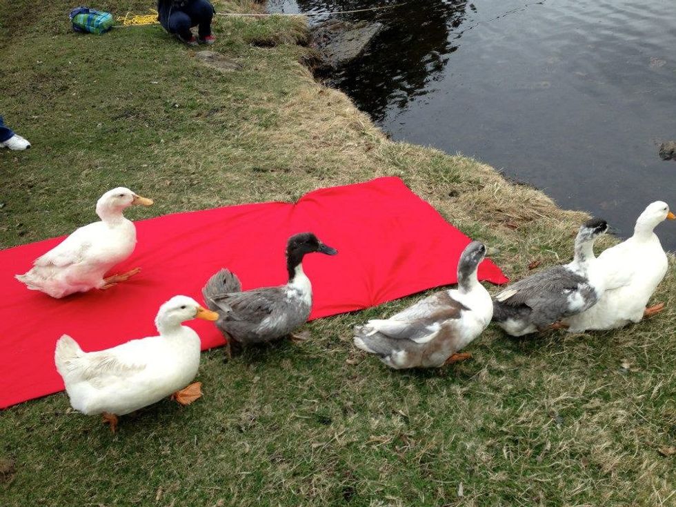 Duck Day: An Assumption College Tradition
