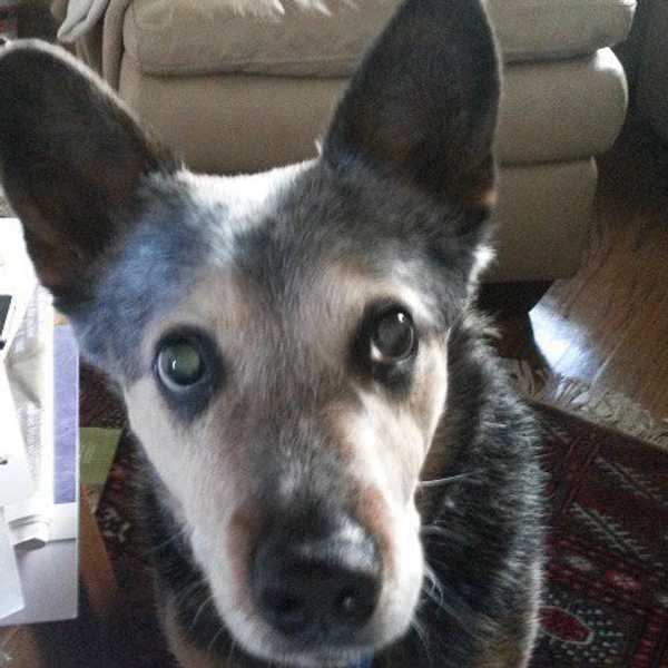 Shelter Dogs Are The Way to Go!