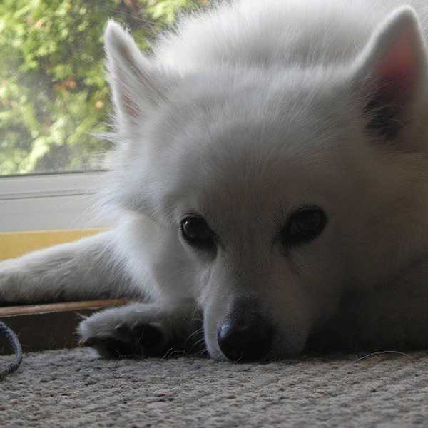 The Leash Stays On The Hook By The Front Door