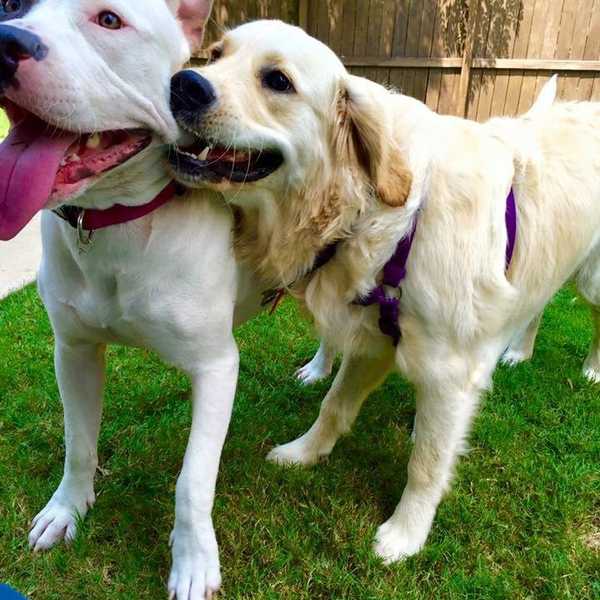 A Dog Is A Girl's Best Friend