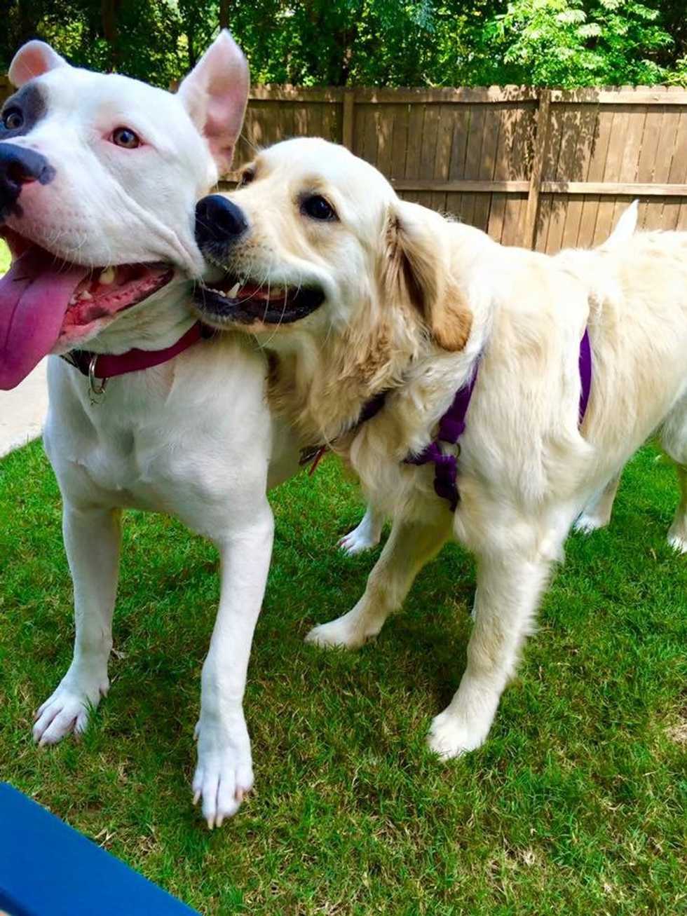 A Dog Is A Girl's Best Friend