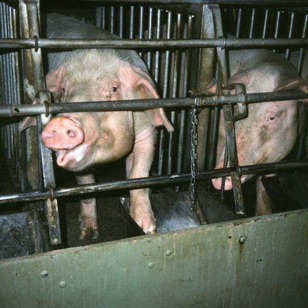 Yes I'm A Vegetarian, And No I'm Not Trying To Convert You