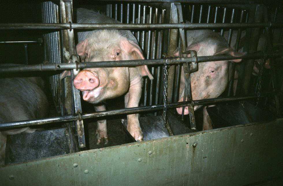 Yes I'm A Vegetarian, And No I'm Not Trying To Convert You