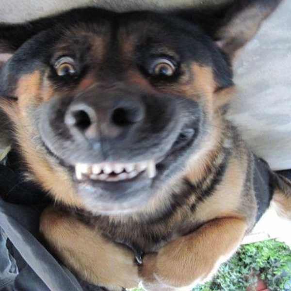 Because Who Doesn't Need Animal GIFs In Their Life?