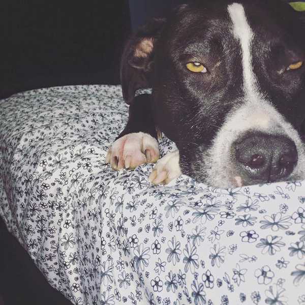 Why Dogs Are Better Than People