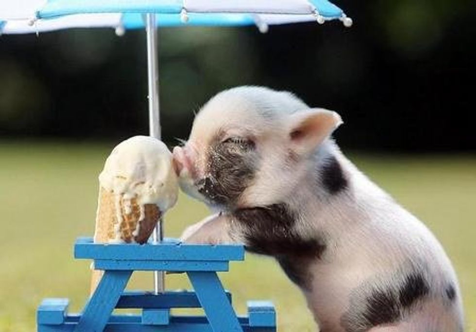 9 Reasons We Should Love Pigs