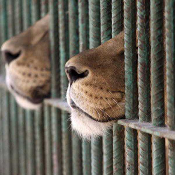 The Truth Behind Zoos