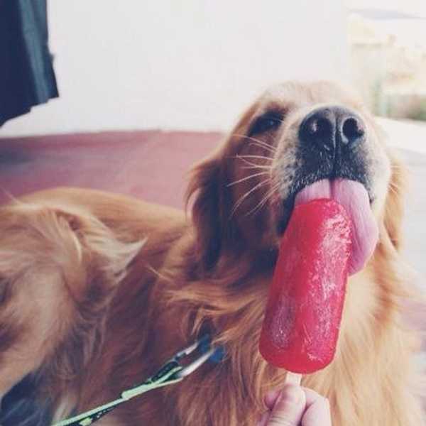 25 Reasons Why Dogs Are Better Than People