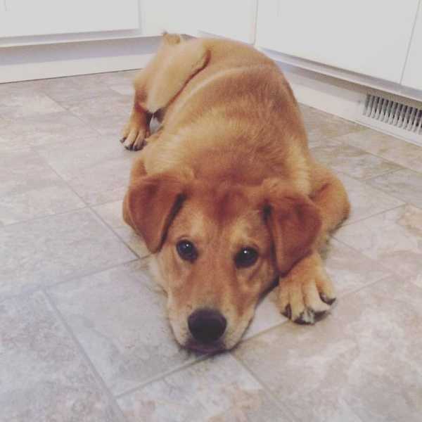 Why Adopting A Pet Is Better Than Shopping For One