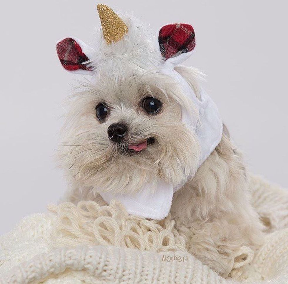 11 Dog Instagram Accounts You Need To Make It Through Finals This Year