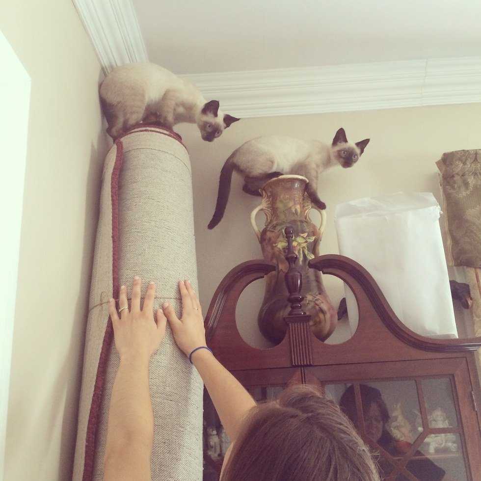 8 Reasons Why Being A Crazy Cat Lady Is Extremely Hard