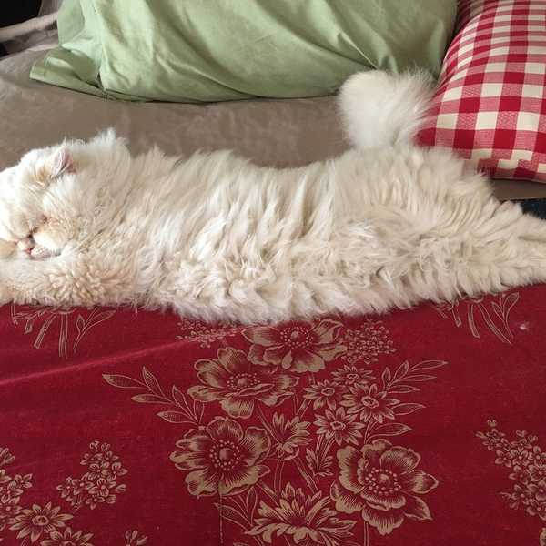 10 Reasons Why Pets Are Better Than People