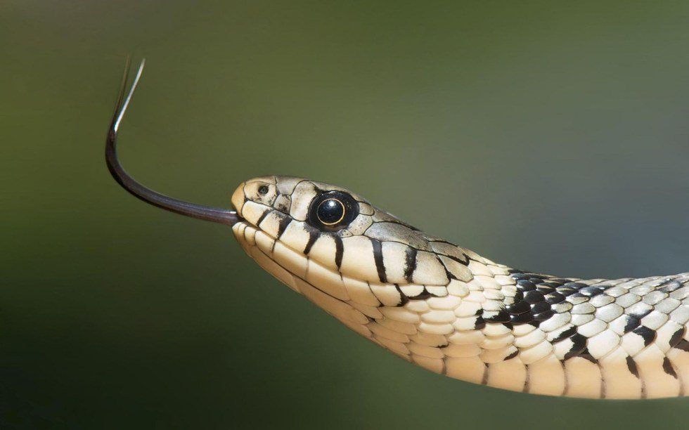 Why Snakes Should Be Admired, Not Feared