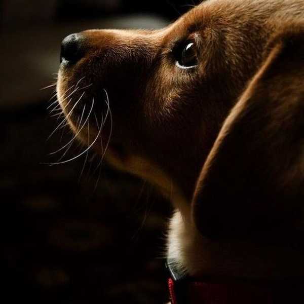 Why Your Dog Will Always Be Your Best Friend