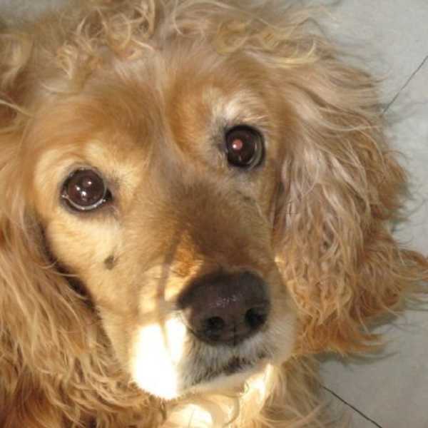 The 7 Things I'll Miss the Most About My Dog