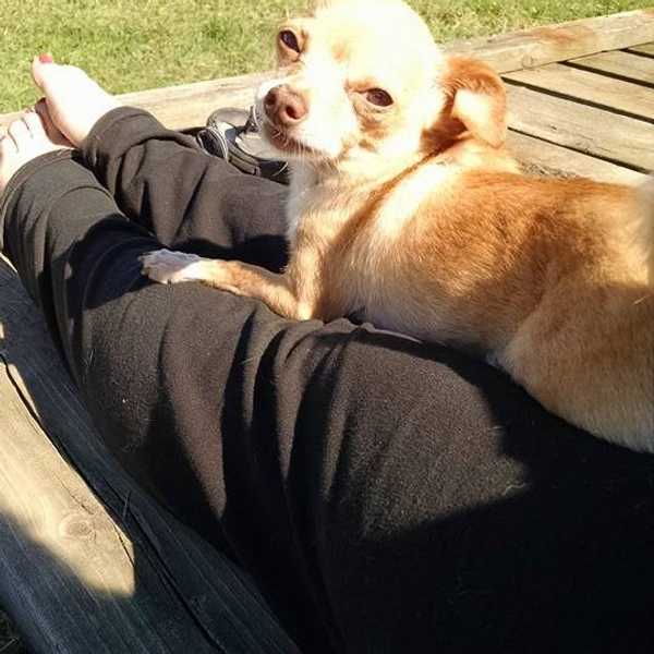 What Volunteering At An Animal Shelter Has Taught Me