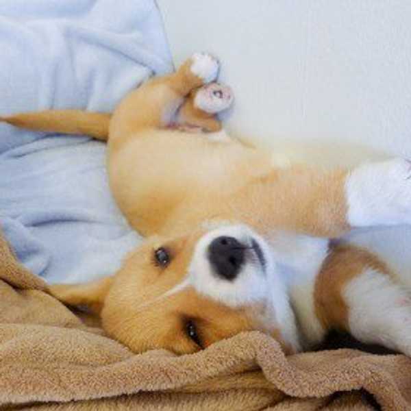 10 Puppy GIFs To Get You Through Finals